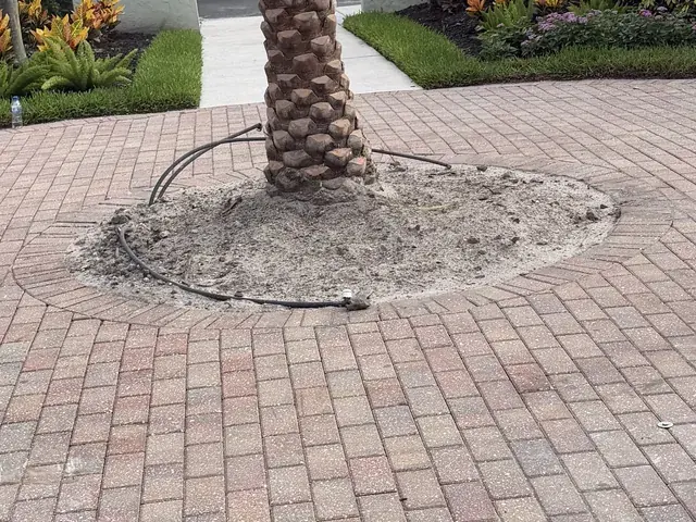 Drip irrigation line around a newly planted palm