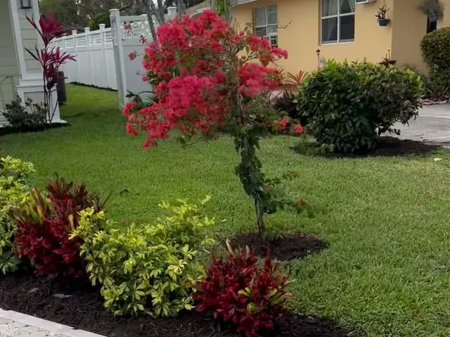 Bougainvillea and colorful beds along a travertine walkway
