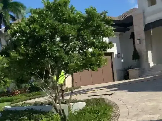 A neatly shaped shade tree beside a paver driveway